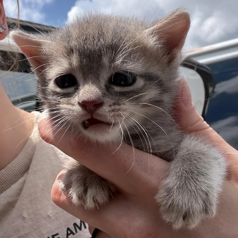 A baby small-sized male Brown / Chocolate Domestic Medium Hair cat named Elvis for adoption in Marshall, TX