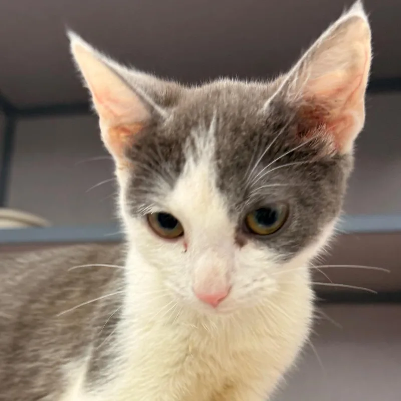 A baby small-sized female Gray / Blue / Silver Domestic Short Hair cat named Prepotente for adoption in Evansville, IN