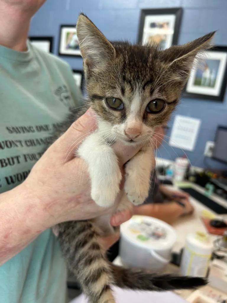 A baby small-sized male Domestic Short Hair cat named George Dodds for adoption in East Ridge, TN