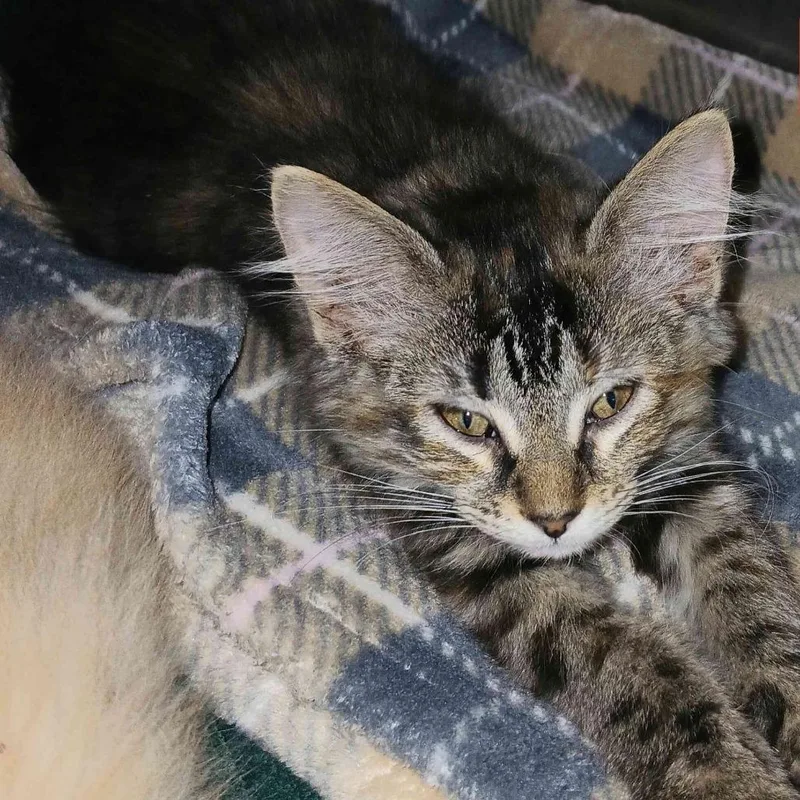 A baby small-sized female Brown / Chocolate Domestic Short Hair cat named Mavren C for adoption in Princeton, MN