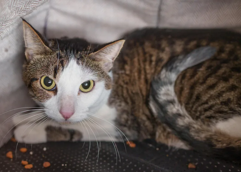 An adult medium-sized male Tabby (Brown / Chocolate) Domestic Short Hair cat named Maverick for adoption in Boise, ID