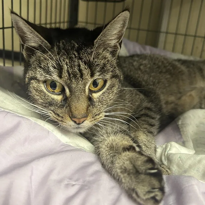 A young medium-sized female Brown / Chocolate Domestic Short Hair cat named Tuna for adoption in Point Richmond, CA