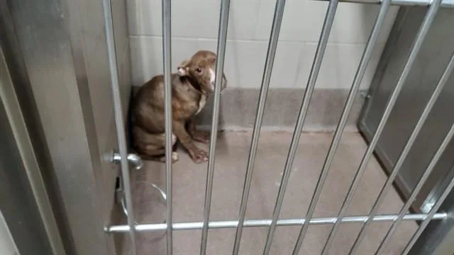 A young large-sized female Pit Bull Terrier dog named Ms.fancy for adoption in Aurora, IL