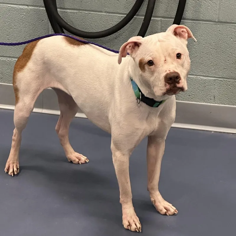 An adult medium-sized female White / Cream Pit Bull Terrier dog named Magic for adoption in Greensboro, NC