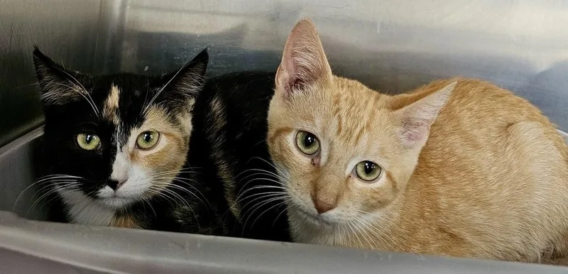 Bell And Tinker Pair thumbnail 4