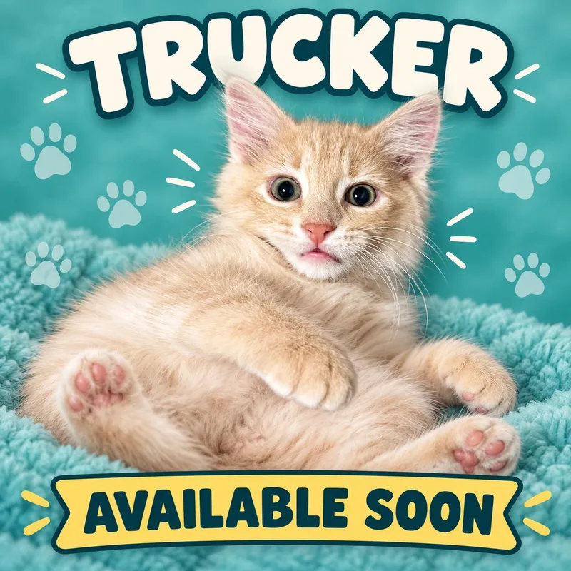 A young medium-sized male Domestic Medium Hair cat named Trucker for adoption in Marshall, MO
