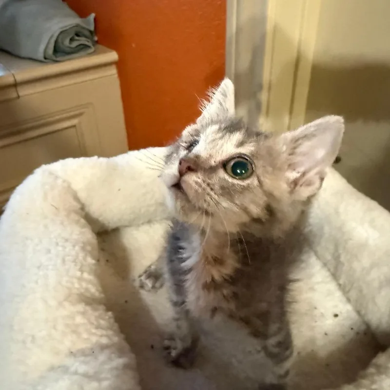 A baby small-sized male Gray / Blue / Silver Domestic Short Hair cat named Ravioli for adoption in Austin, TX