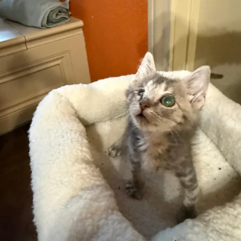 Ravioli thumbnail 2