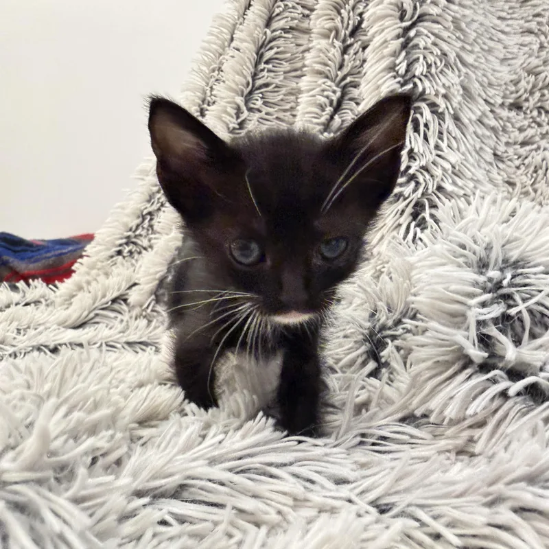 Tiny