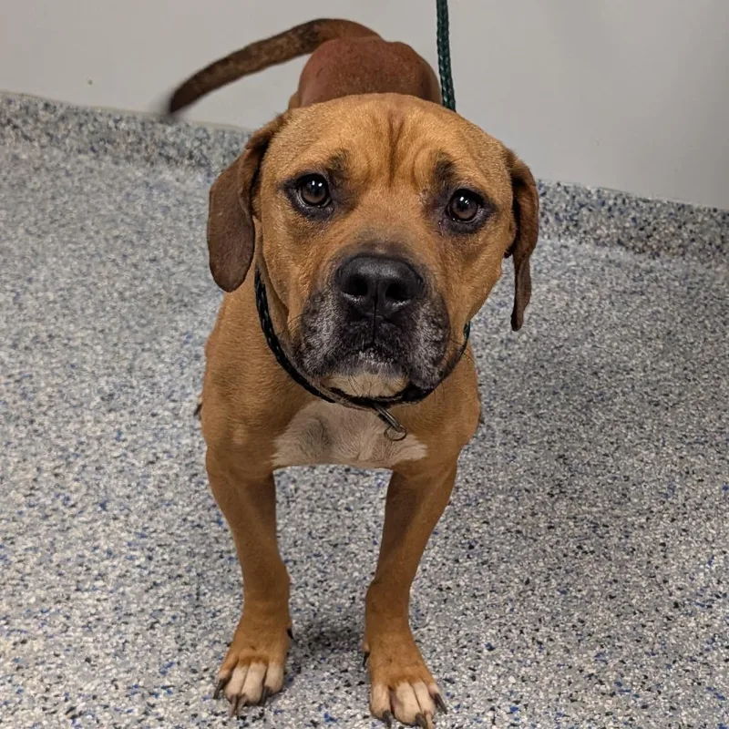 An adult medium-sized male Brown / Chocolate Mixed Breed dog named Bongo for adoption in Greenville, SC