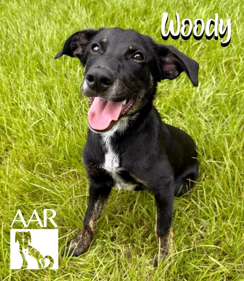 A baby medium-sized male Shepherd dog named Woody for adoption in Magnolia, TX