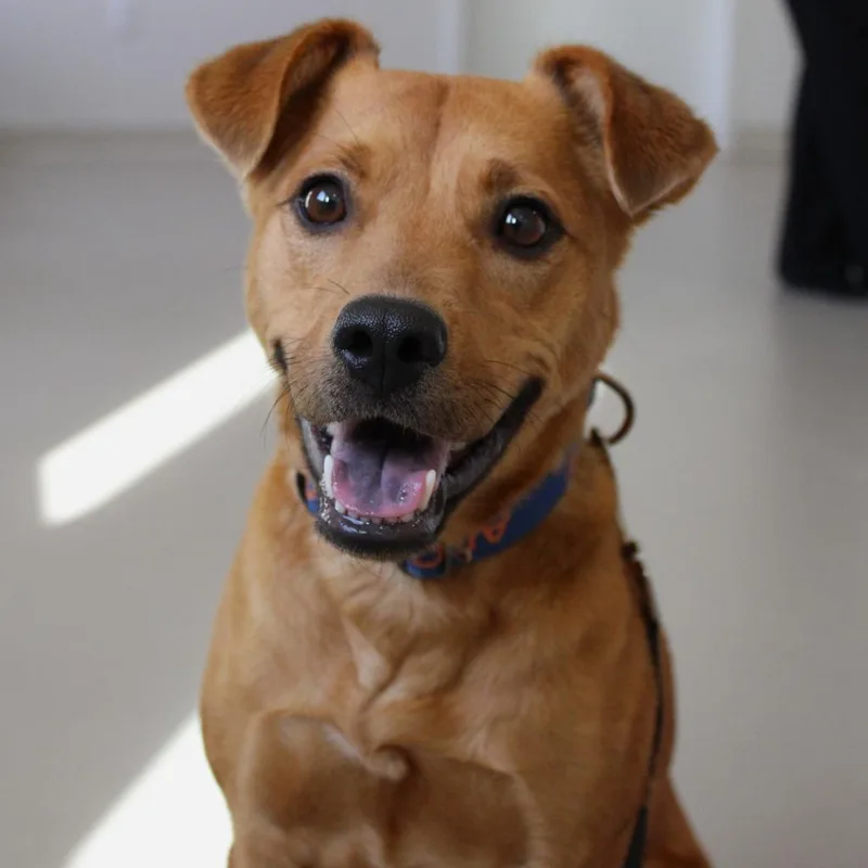 An adult medium-sized female Red / Chestnut / Orange Terrier dog named Ruby for adoption in Champaign, IL