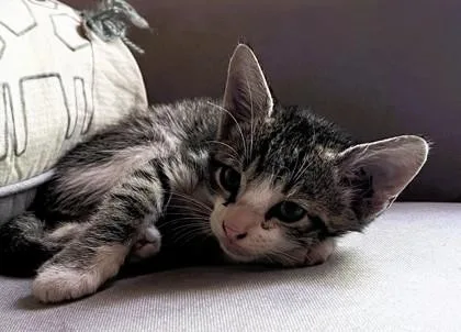 An adult large-sized male Brown / Chocolate Domestic Short Hair cat named Hot Sauce for adoption in Kansas City, MO