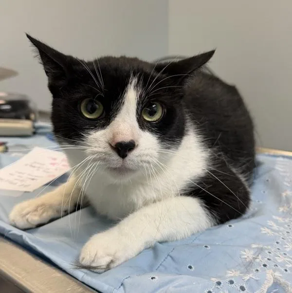 An adult large-sized male Domestic Short Hair cat named Jonah for adoption in San Diego, CA