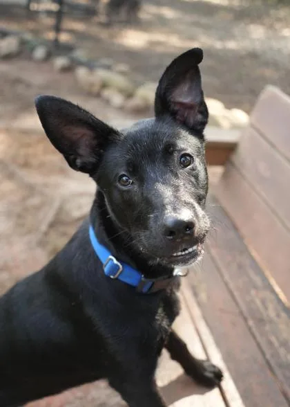 Simon