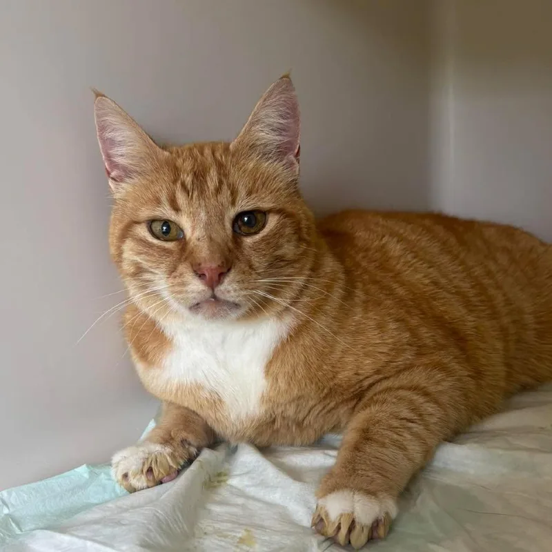 An adult medium-sized male Orange / Red Domestic Short Hair cat named Macho Nacho for adoption in Rocky Mount, VA