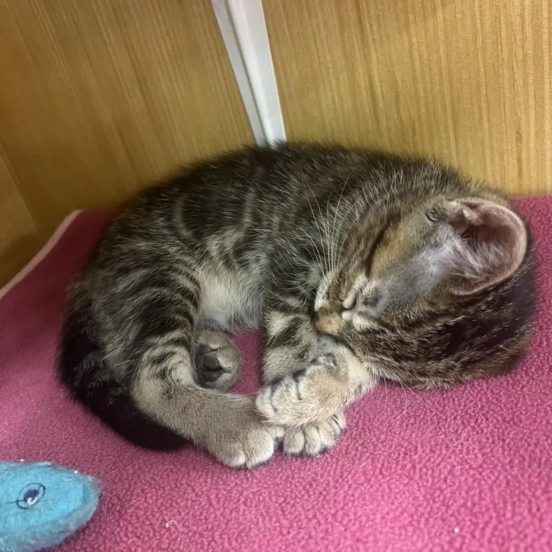 A young medium-sized female Tabby (Brown / Chocolate) Domestic Short Hair cat named Haven & Harmony for adoption in Manhattan, KS