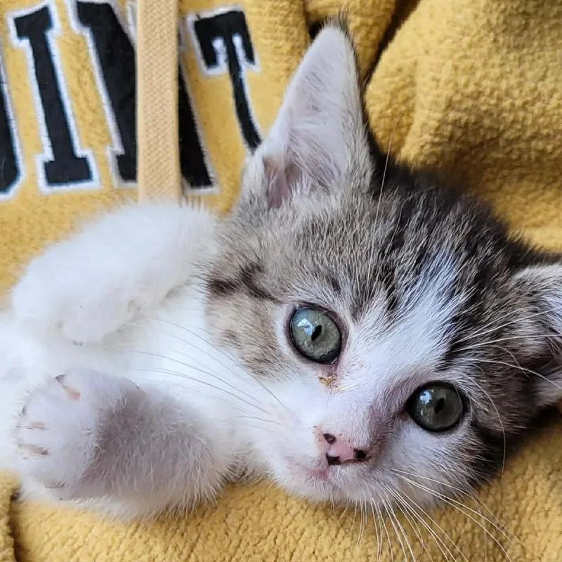 A baby small-sized female White Domestic Short Hair cat named Eureka for adoption in Pasadena , MD