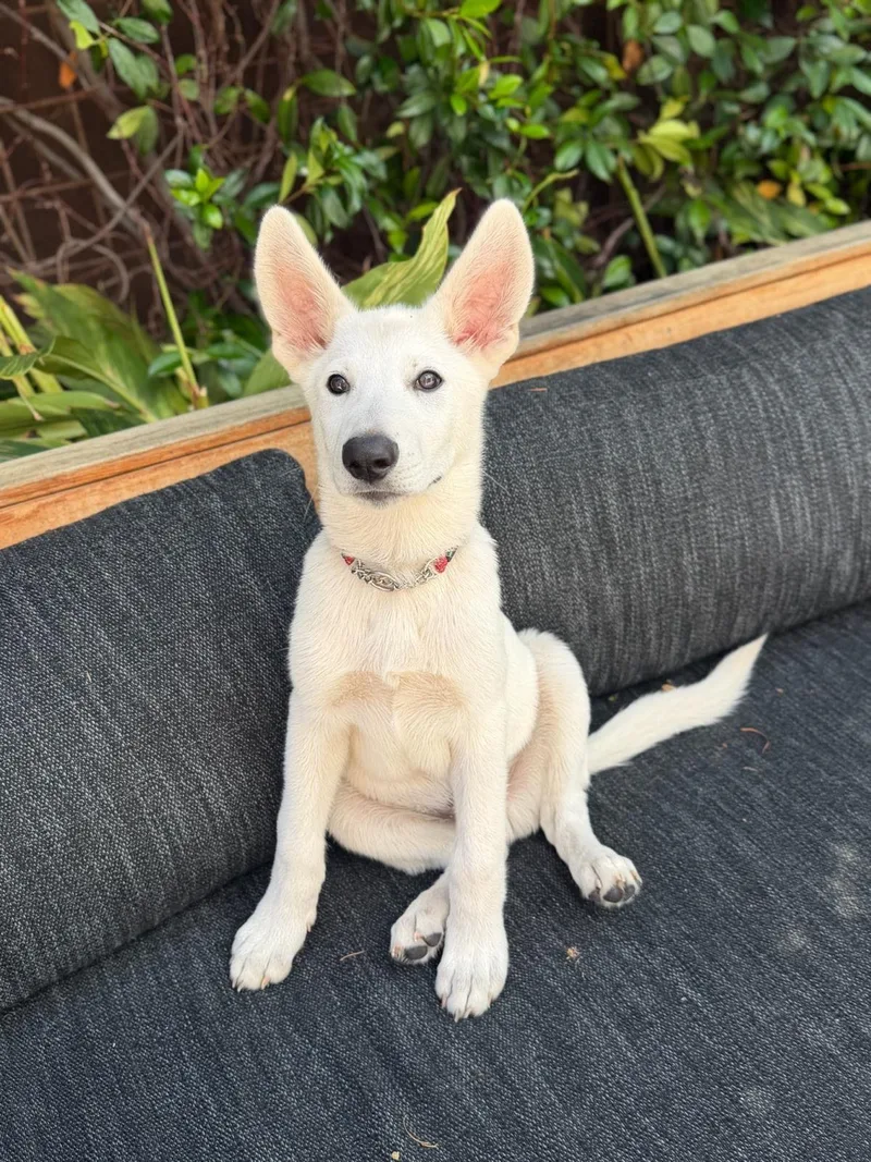 A baby medium-sized male White / Cream German Shepherd Dog dog named Goose for adoption in Los Angeles, CA
