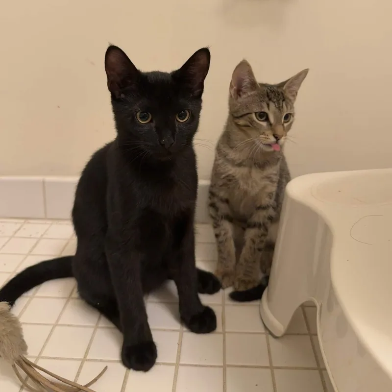 A baby small-sized male Black Domestic Short Hair cat named Espresso & Sprinkles for adoption in Weehawken, NJ