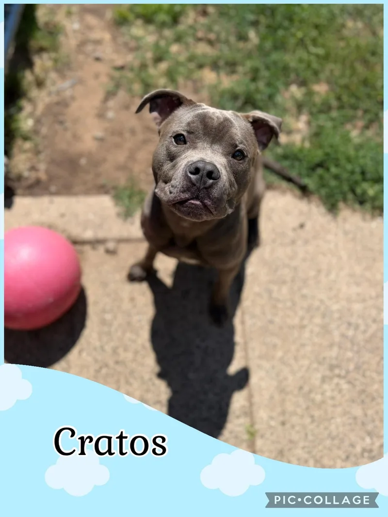 A young medium-sized male Gray / Blue / Silver American Staffordshire Terrier dog named Cratos for adoption in West Haven, CT