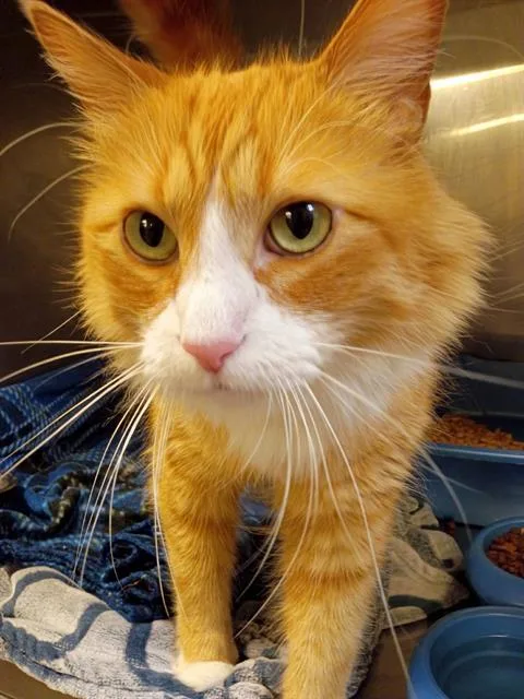 An adult large-sized male Domestic Long Hair cat named Jimmy John Sammy for adoption in West Valley City, UT