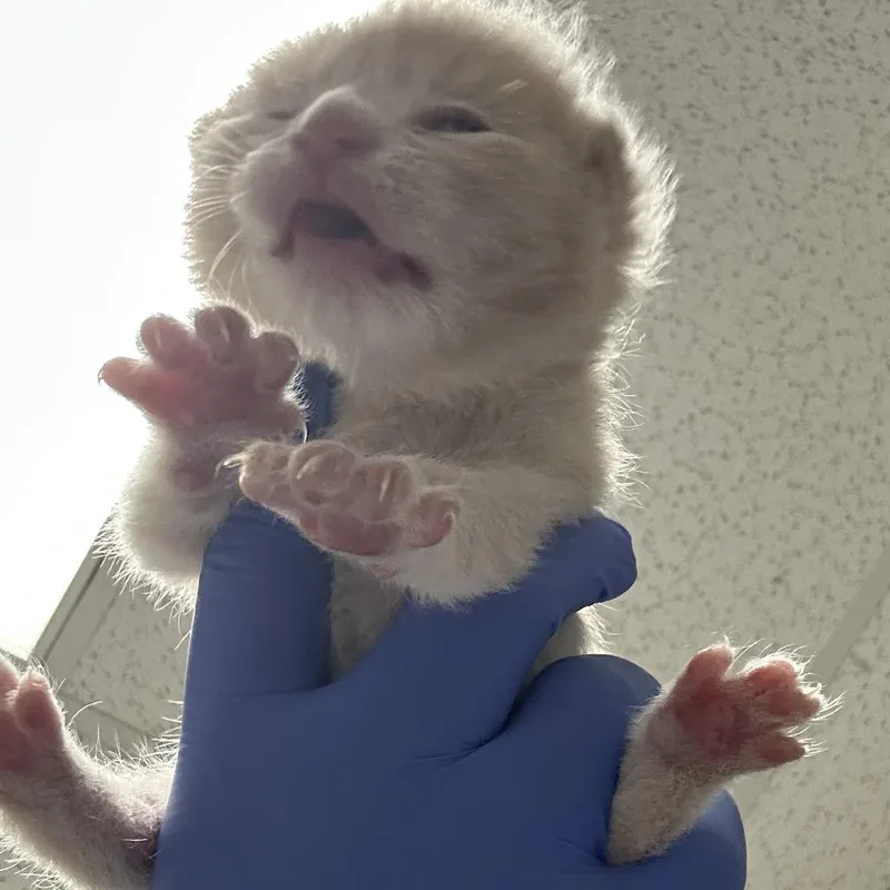 A baby small-sized male Orange / Red Domestic Short Hair cat named Siete for adoption in Philadelphia, PA