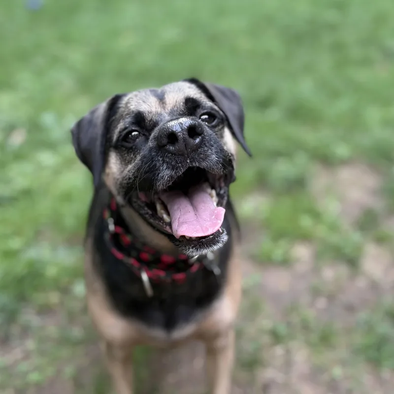 An adult medium-sized male Black Puggle dog named Johnny Rose for adoption in Rensselaer, NY