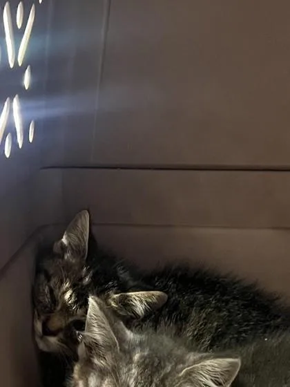 A baby small-sized male Domestic Short Hair cat named Twisty for adoption in Fishers, IN