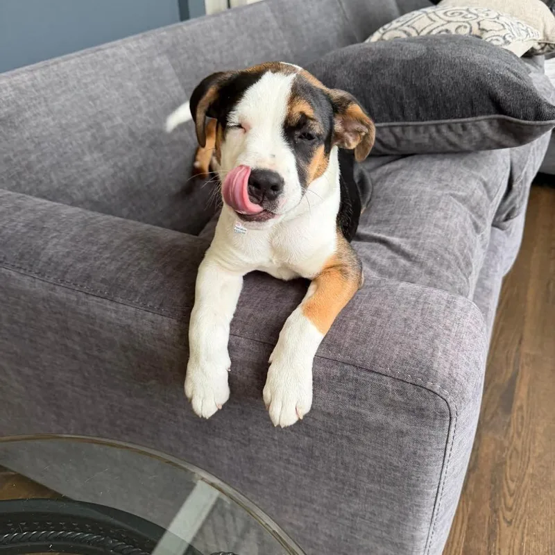 A baby medium-sized male White / Cream Mixed Breed dog named Thor for adoption in Joliet, IL