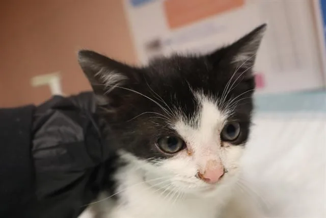 A baby small-sized female Domestic Short Hair cat named Dill for adoption in Columbia, SC