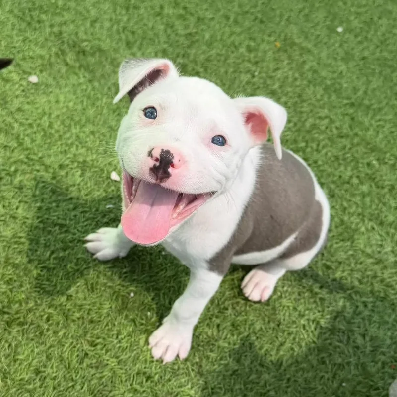 A baby small-sized female White / Cream Mixed Breed dog named Juniper for adoption in LOXAHATCHEE, FL