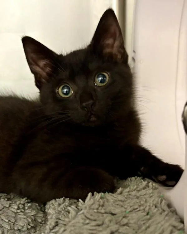 A baby small-sized female Domestic Short Hair cat named Louise for adoption in Novato, CA