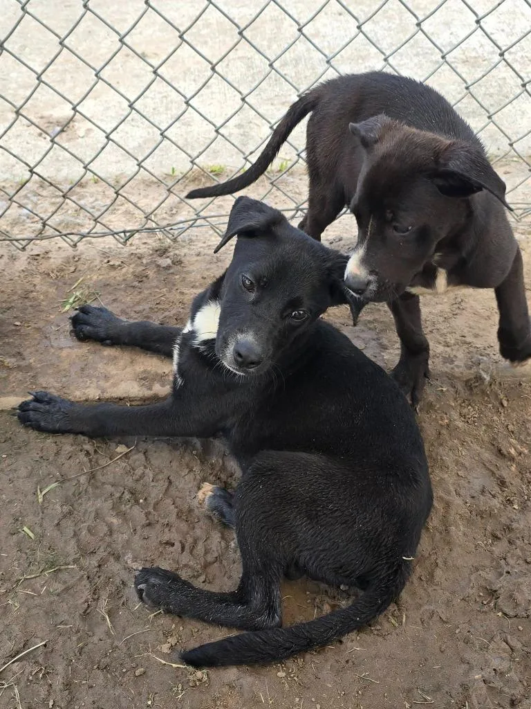 A young medium-sized female Labrador Retriever dog named Millie for adoption in Humble, TX