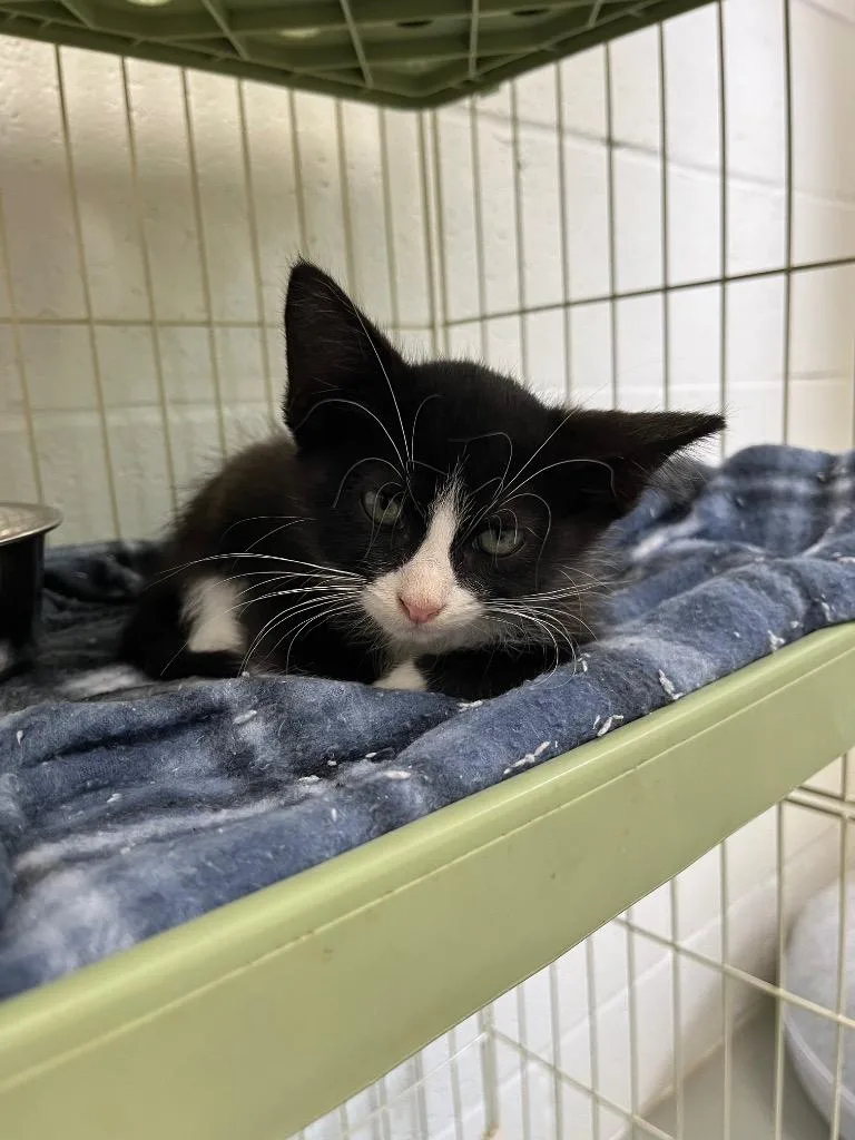 A baby small-sized female Domestic Short Hair cat named Inky for adoption in Noble, OK
