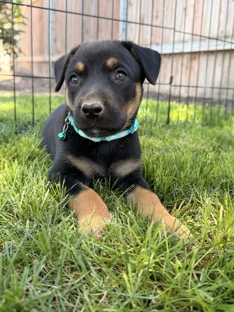 Galileo
