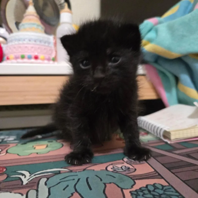 A baby small-sized female Black Domestic Medium Hair cat named Yakult for adoption in Westminster, CA