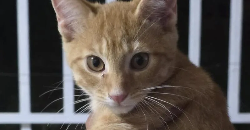 A baby small-sized male Tabby (Orange / Red) Domestic Short Hair cat named Olive for adoption in Naranjito, PR