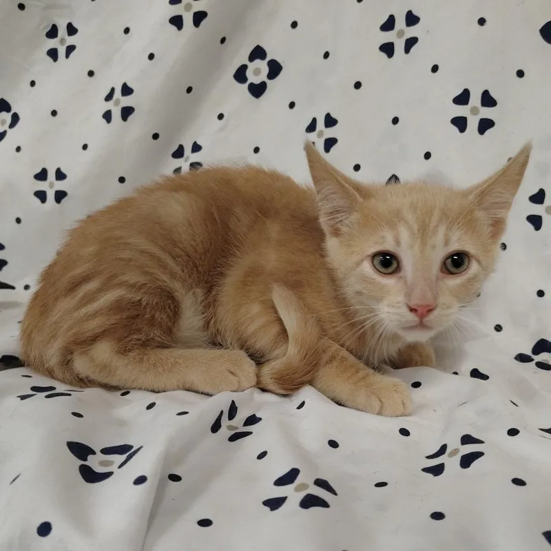 A baby small-sized female Orange / Red Domestic Short Hair cat named Blondie for adoption in Coos Bay, OR
