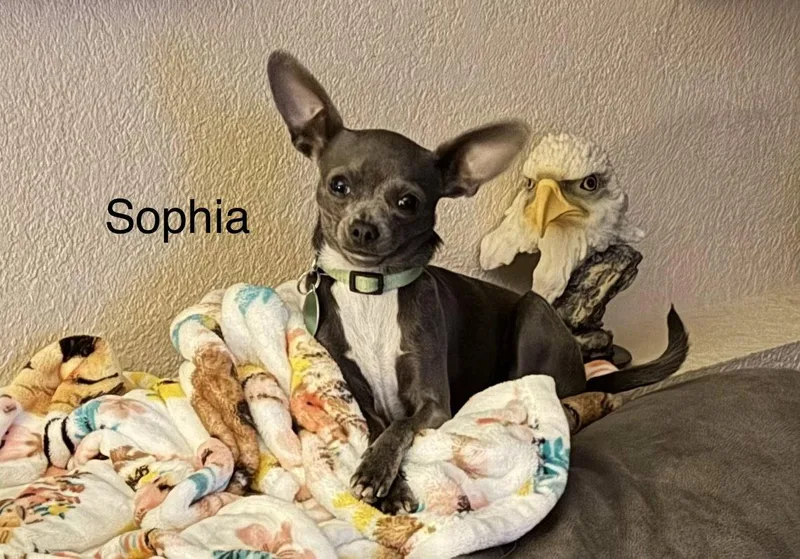 Sophia thumbnail 3