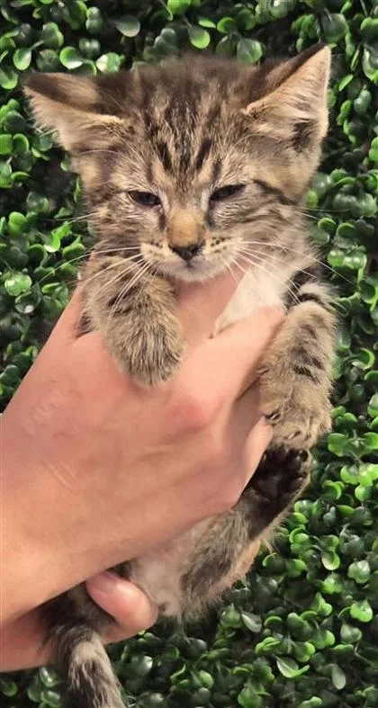 A baby small-sized female Brown / Chocolate Domestic Short Hair cat named 61293289 for adoption in El Paso, TX