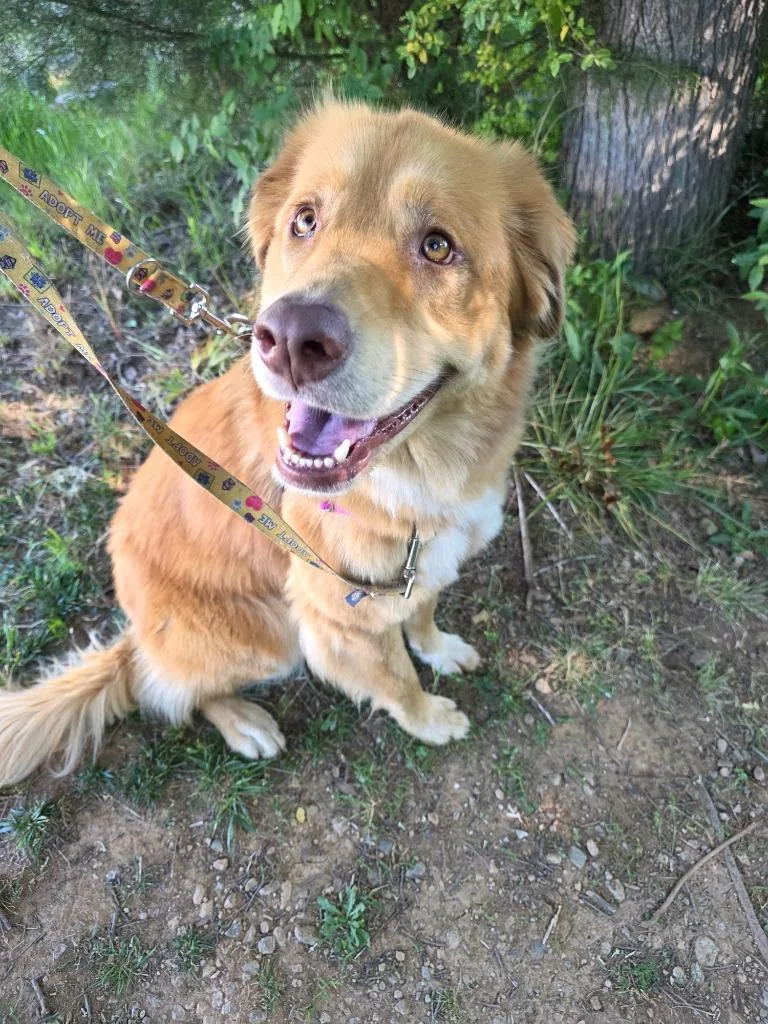 A young medium-sized female Mixed Breed dog named Isla for adoption in Fort Mill, SC