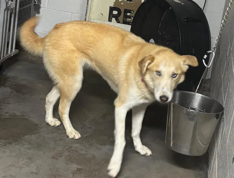 An adult large-sized female Husky dog named Pure CCHS for adoption in Locust Grove, GA