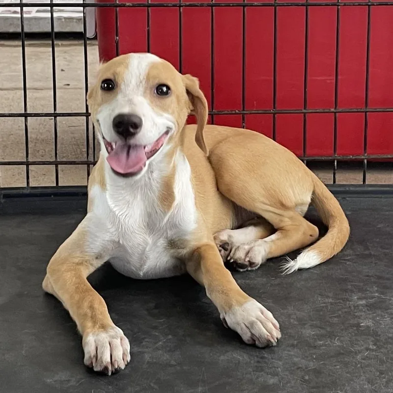 A baby small-sized female Brown / Chocolate Shepherd dog named Cranberry for adoption in Edinburg, TX