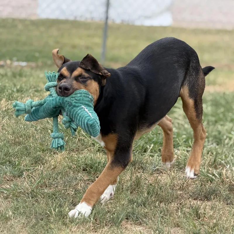 Boxer