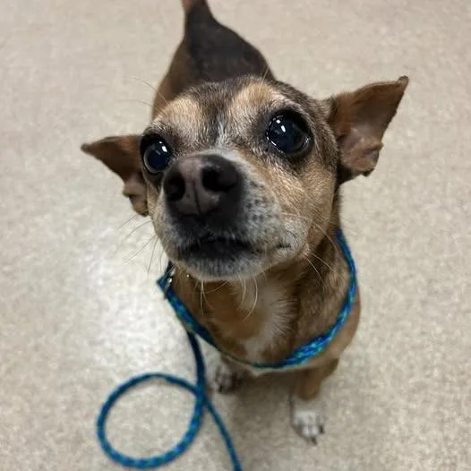 A senior small-sized male Brown / Chocolate Chihuahua dog named Herbert for adoption in Bristol, IN