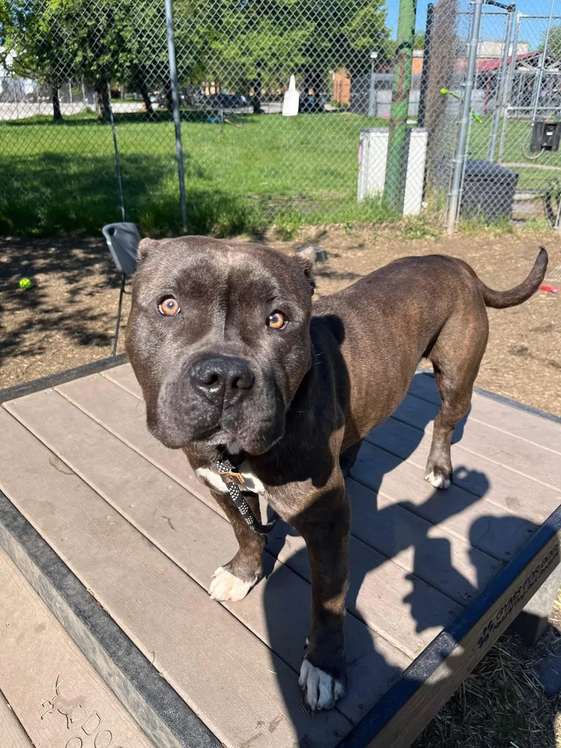 An adult medium-sized male Brown / Chocolate Pit Bull Terrier dog named Smooch for adoption in Chicago, IL
