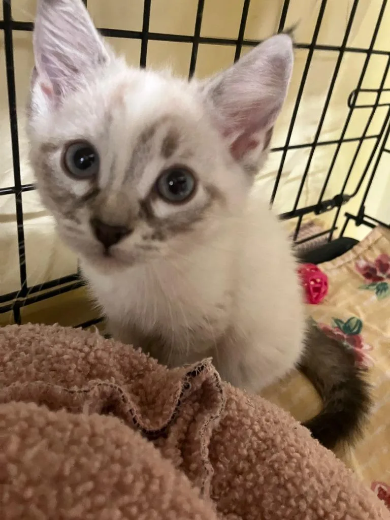 Pebbles