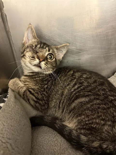 A baby small-sized male Domestic Short Hair cat named Limited Edition for adoption in West Valley City, UT