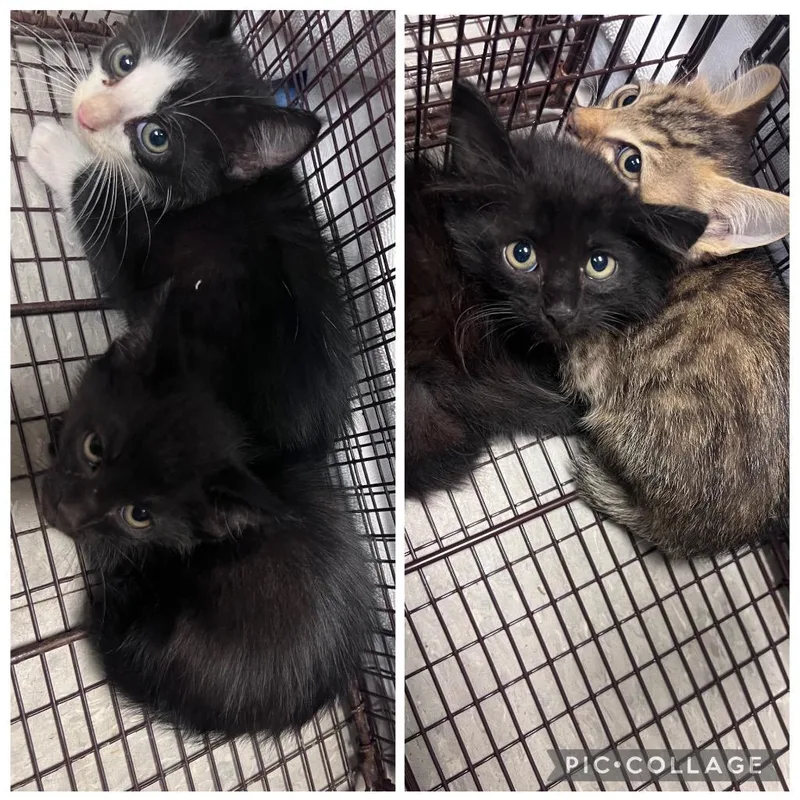 A baby medium-sized male Domestic Medium Hair cat named C for adoption in Sorrento, LA